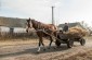 The horse carts are still used as the principal mean of trasnport in the villages. © Aleksey Kasyanov/Yahad-In Unum